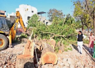255 पेड़ काटने की पेनल्टी 11 लाख, वृक्ष अधिकारी ने मुफ्त में दे दी अनुमति उज्जैन2 दिन पहले