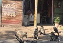 कुत्ते ने किया बंदर के बच्चे का अपहरण?