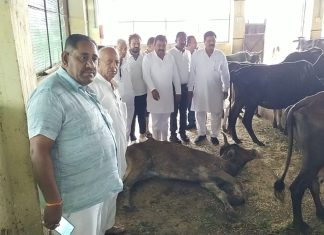 कांग्रेस पार्टी ने किया कपिल गौशाला का औचक निरीक्षण