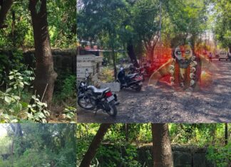 पुष्पाराज की नजर मास्वेता जॉन में लगे चंदनो के झाडो पर