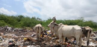 धर्म के नाम पर पाखंड का शोर, कचरे के ढेर पर खामोशी