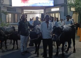 मवेशी चोर गिरोह का पर्दाफाश: खाचरोद पुलिस ने पकड़ी देवीसिंह कटारा गैंग