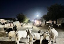 सड़कों पर लावारिस फिरती गोमाता और बेसहारा मवेशी, चैन की नींद सो रहा नगर पालिका प्रशासन,हादसे को न्यौता देता अक्षम तंत्र!