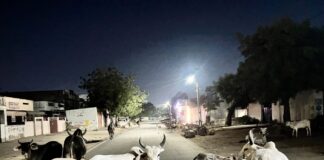 सड़कों पर लावारिस फिरती गोमाता और बेसहारा मवेशी, चैन की नींद सो रहा नगर पालिका प्रशासन,हादसे को न्यौता देता अक्षम तंत्र!